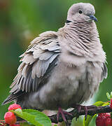 Eurasian Collared Dove