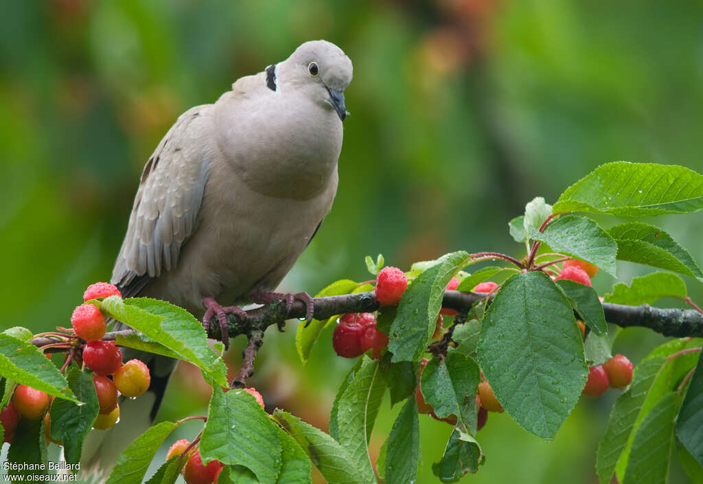 Eurasian Collared Doveadult, song