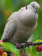 Eurasian Collared Dove