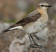 Northern Wheatear