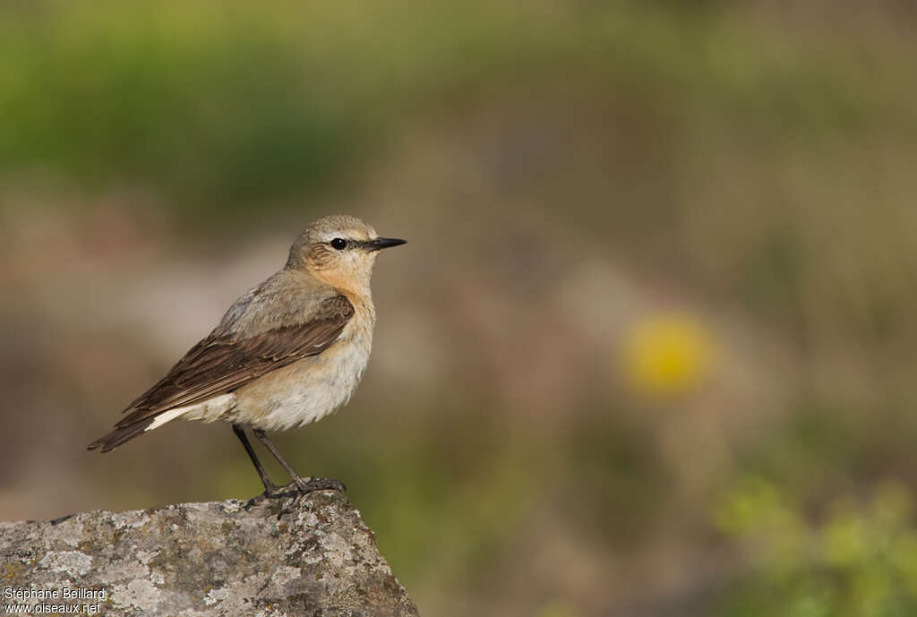 Northern Wheatear female adult breeding, identification