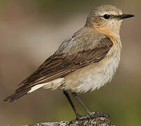 Northern Wheatear