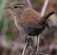 Eurasian Wren