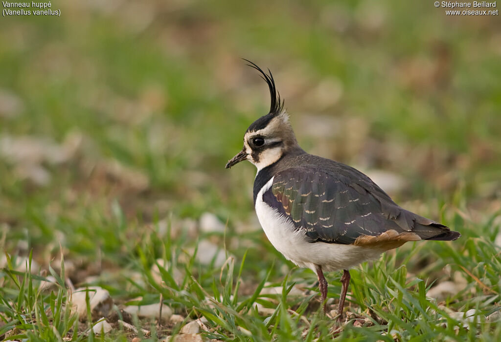 Northern Lapwing