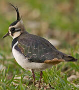 Northern Lapwing