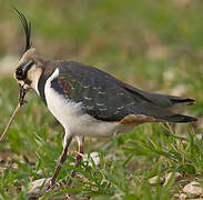 Northern Lapwing