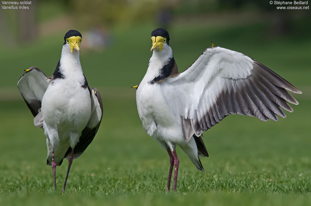 Masked Lapwing adult