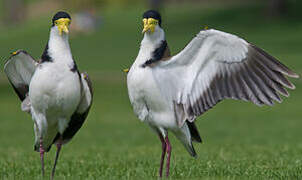 Masked Lapwing