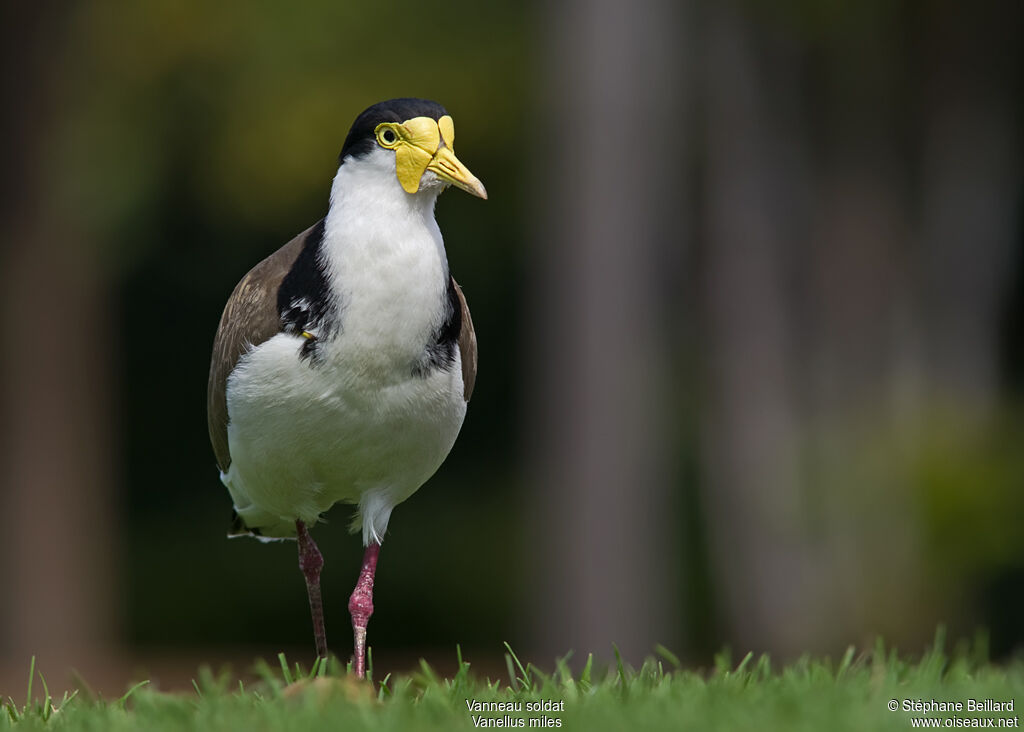 Masked Lapwingadult