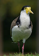 Masked Lapwing