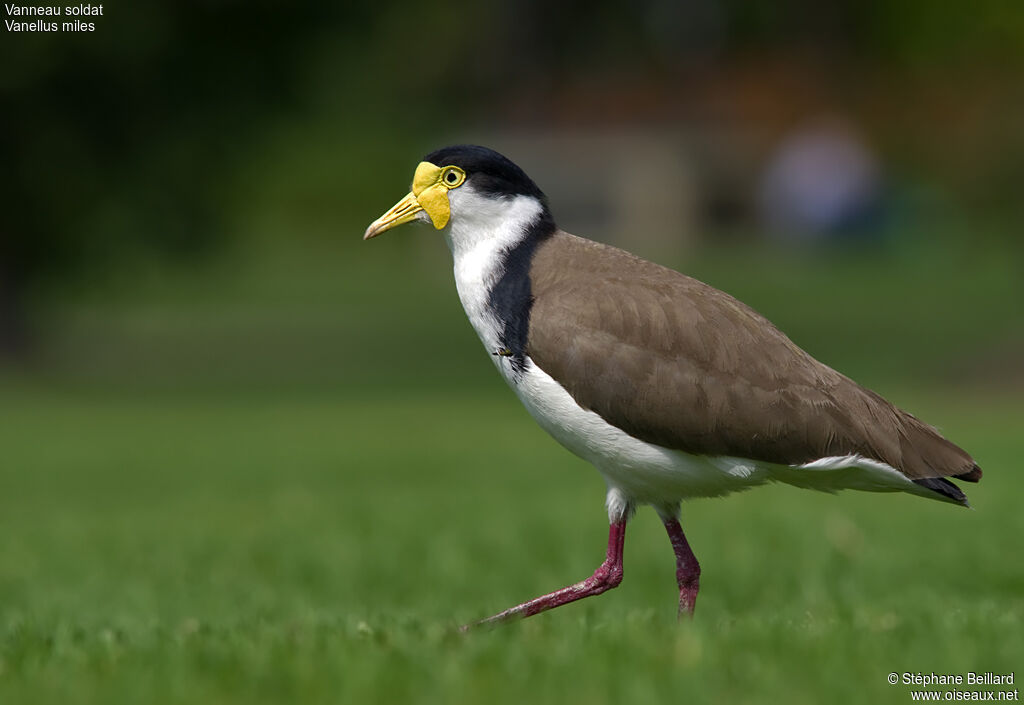 Masked Lapwingadult