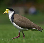 Masked Lapwing