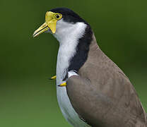 Masked Lapwing