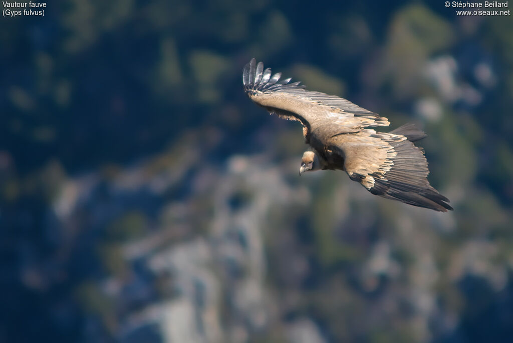 Griffon Vulture