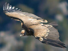 Griffon Vulture