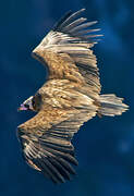 Cinereous Vulture