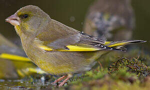 European Greenfinch