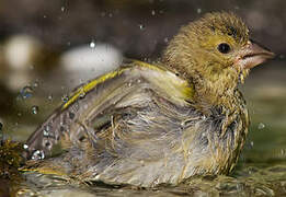 European Greenfinch