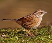 Dunnock