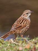 Dunnock