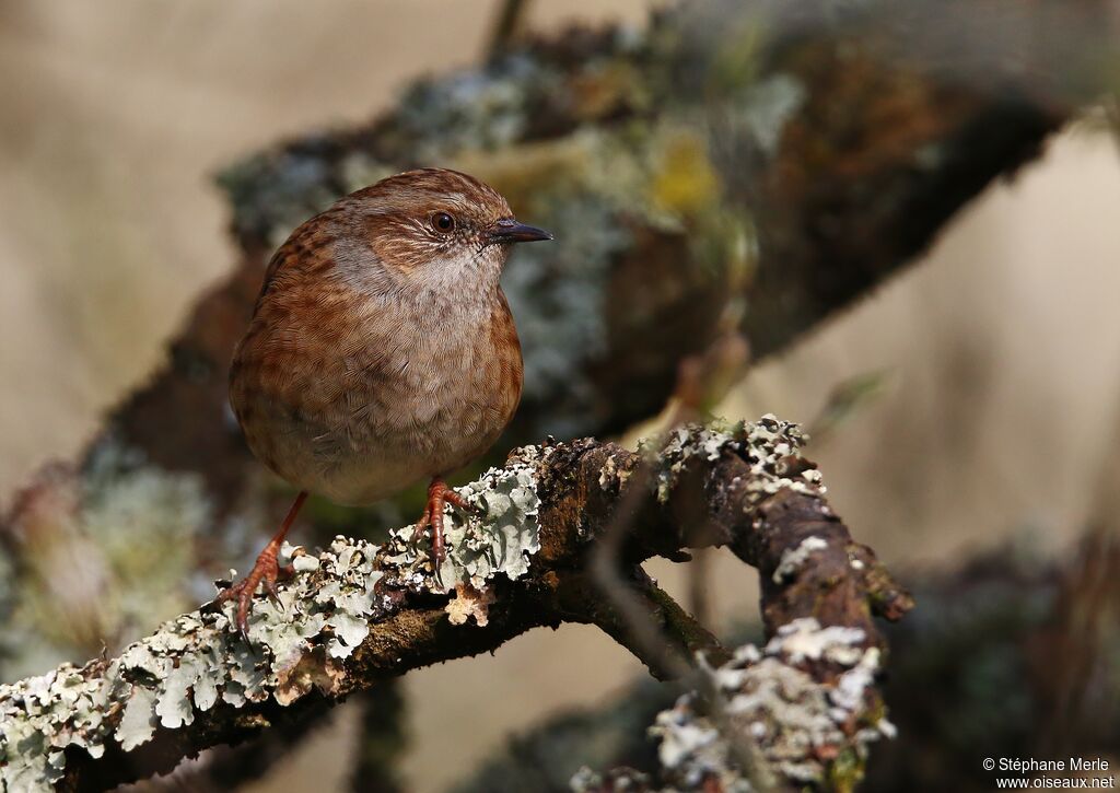 Dunnock