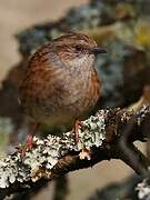 Dunnock