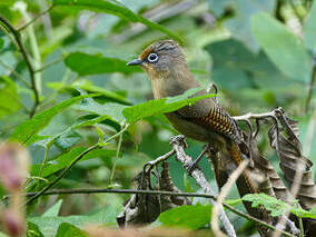 Actinodure de Ramsay