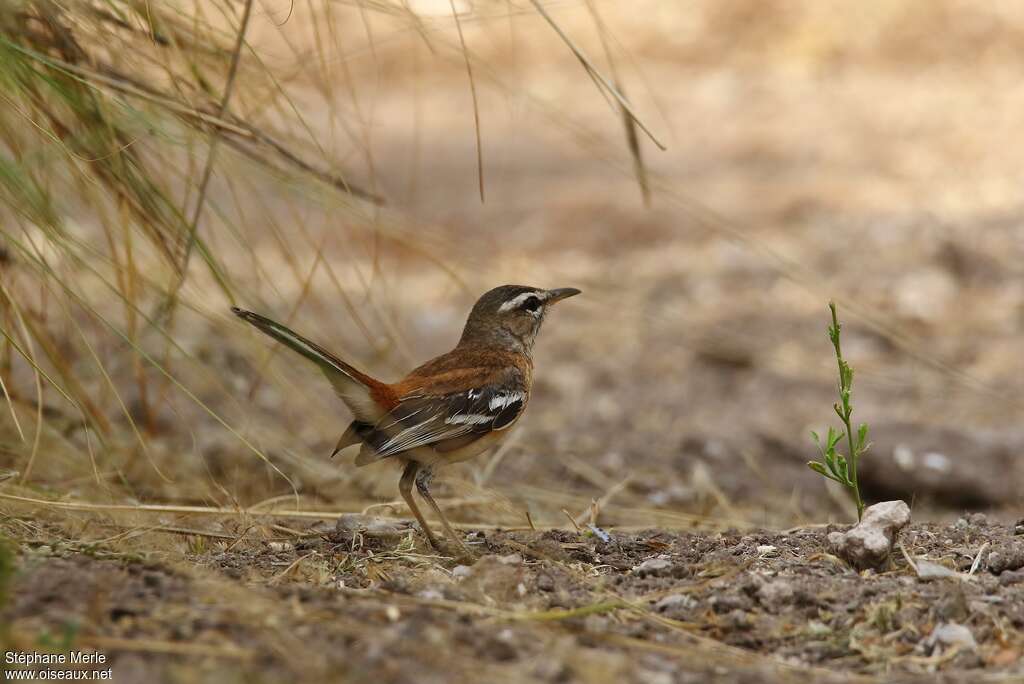 White-browed Scrub Robinadult, habitat
