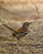 White-browed Scrub Robin