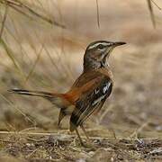 White-browed Scrub Robin