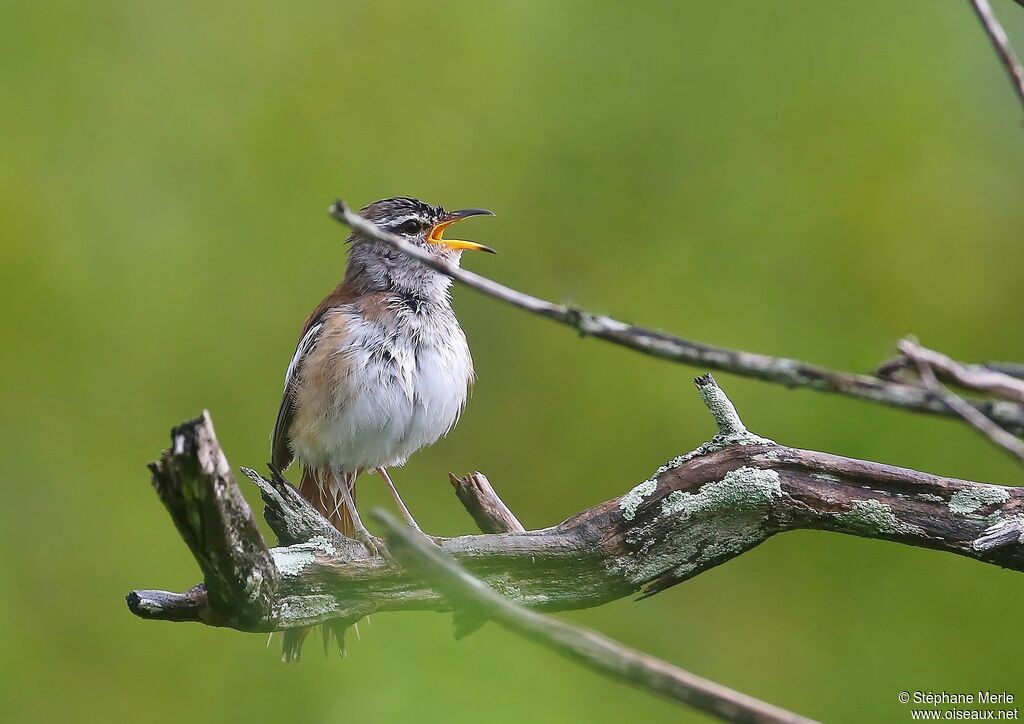 White-browed Scrub Robin