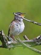 White-browed Scrub Robin