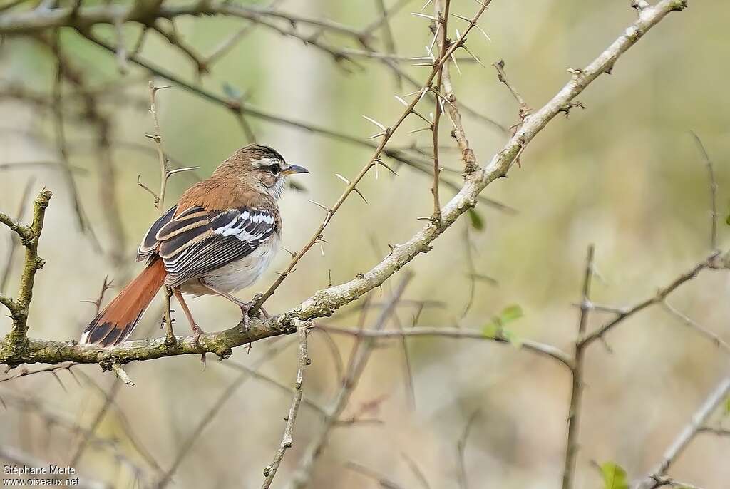 White-browed Scrub Robinadult, habitat, aspect