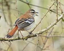 White-browed Scrub Robin