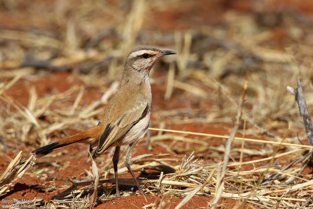 Kalahari Scrub Robinadult, camouflage, pigmentation, walking