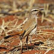 Kalahari Scrub Robin