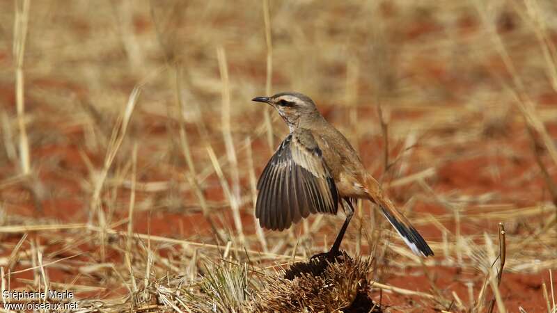 Kalahari Scrub Robin, courting display