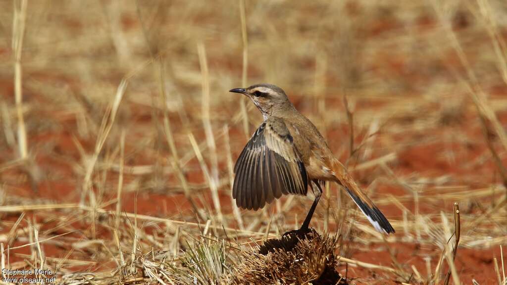 Agrobate du Kalahari, parade