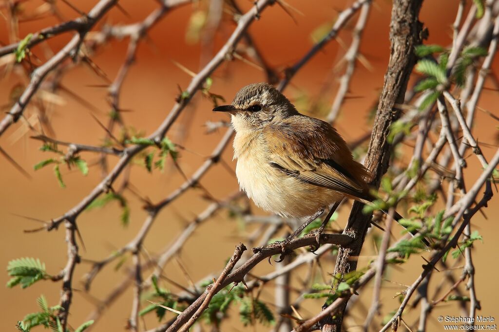 Kalahari Scrub Robin