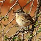 Agrobate du Kalahari