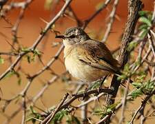 Kalahari Scrub Robin