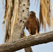 Wahlberg's Eagle