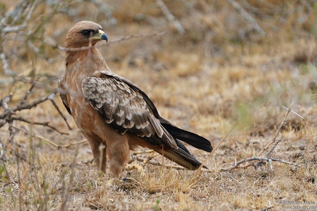 Wahlberg's Eagle