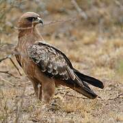 Wahlberg's Eagle