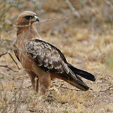 Aigle de Wahlberg