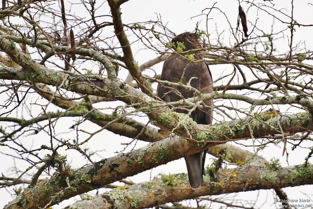 Wahlberg's Eagle