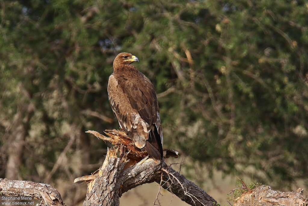 Aigle des steppes, habitat