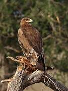 Steppe Eagle