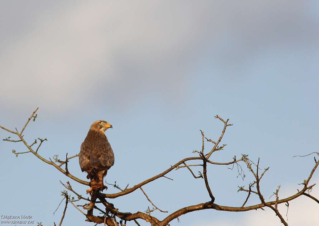 Aigle fasciéjuvénile, identification