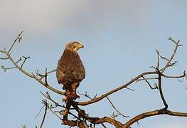 African Hawk-Eagle